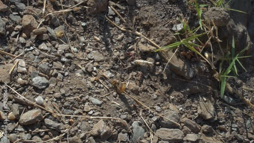 Wasp fighting with insecr larvae on dirt ground, top down view SLOW MOTION Wasp fighting with insecr larvae on dirt ground, top down view SLOW MOTION
