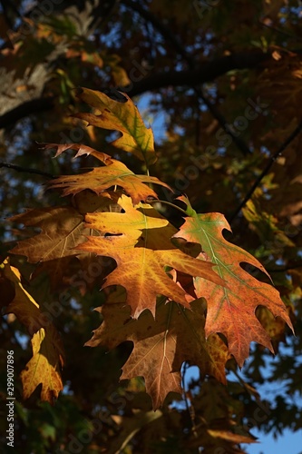Green, yellow and red coloured autumn leaves of Northern Red Oak, also called Champion Oak, latin name Quercus Rubra, afternoon sunshine. 