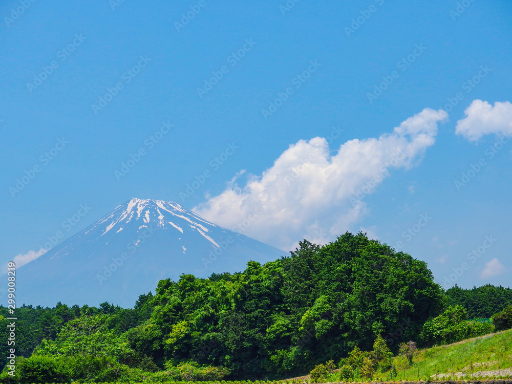 Obraz premium Beautiful Fuji mountain and fresh harvesting organic green tea farm landmark on summer season.