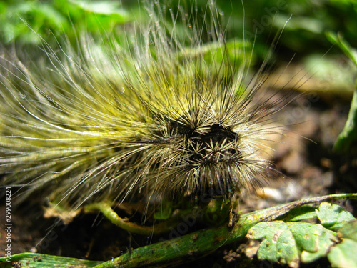 Caterpillar with hair and hair close-up. Pests in the garden. Pest control. Macro photography of insects.
