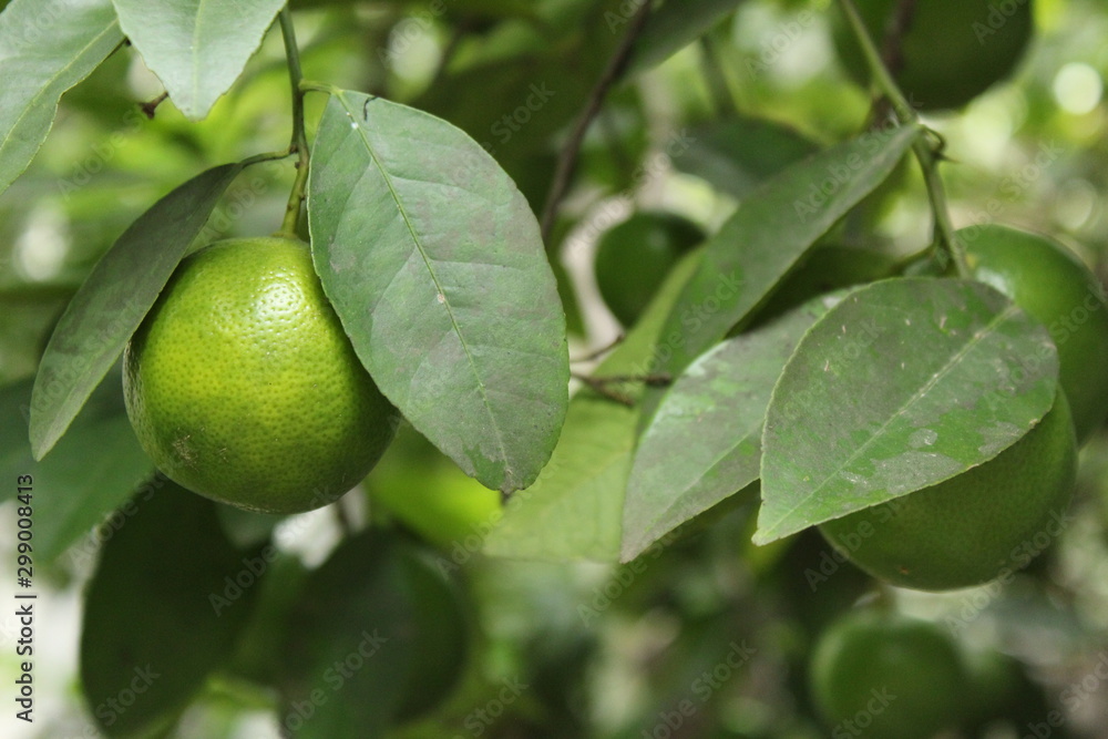 Limón Limón