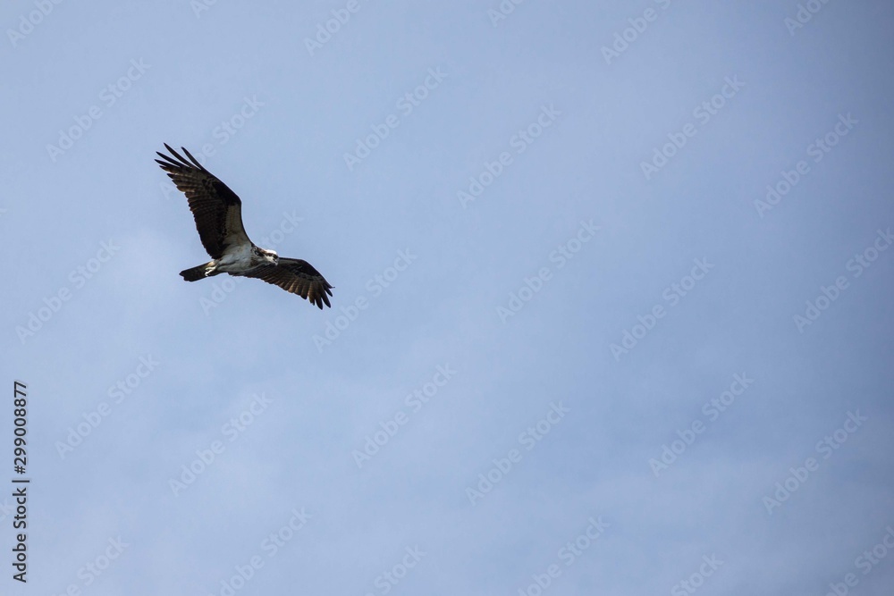 Fototapeta premium osprey in flight
