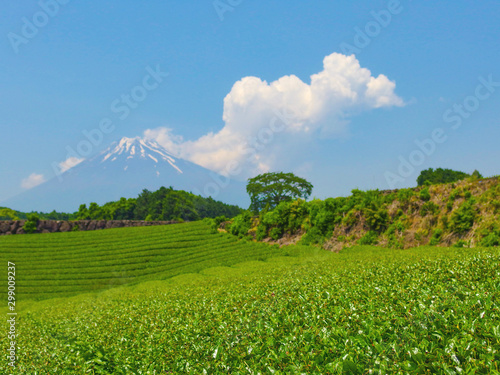 Fuji mountain and blurred natural harvesting organic tea farm on summer season.