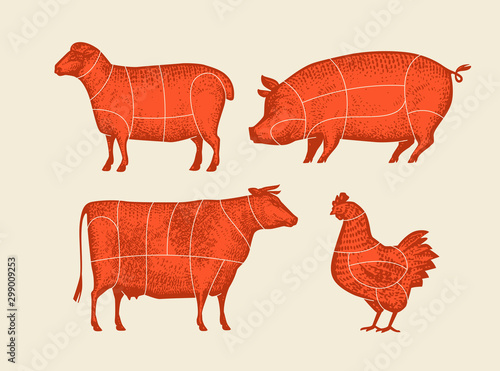 Farm animals with meat cuts lines. Retro vector illustration