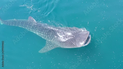 A whale shark, Rhincodon typus, slowly swims near the surface feeding on krill in Indonesia. This is the largest known extant fish species and can reach over 15 meters in length.