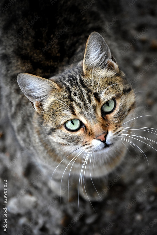 cat with blue eyes cat with blue eyes