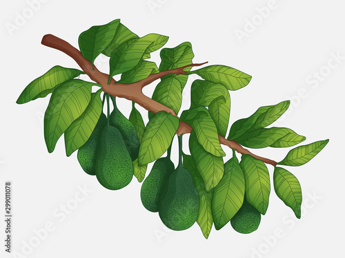 Vector hand drawn colorful illustration of avocado branch with leaves and fresh fruits. Isolated on white background in sketch style.