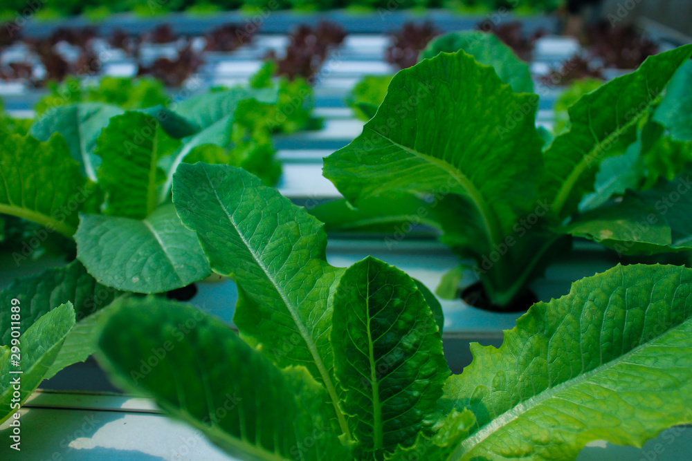 Obraz premium green leaf 
