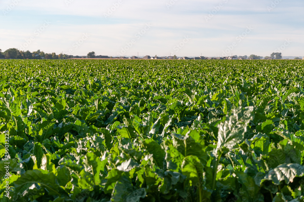 Naklejka premium Long rows of sugarbeets in the bright sunlight