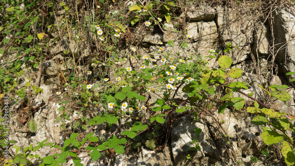 Natural background with vegetation on a rock background Natural background with vegetation on a rock background