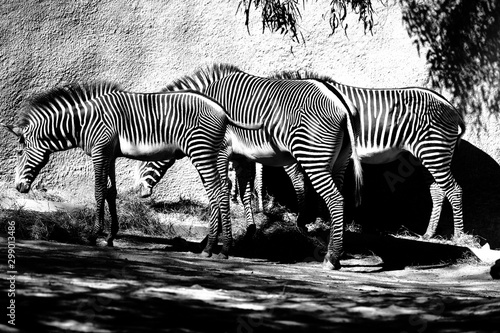 Zebras Black and White