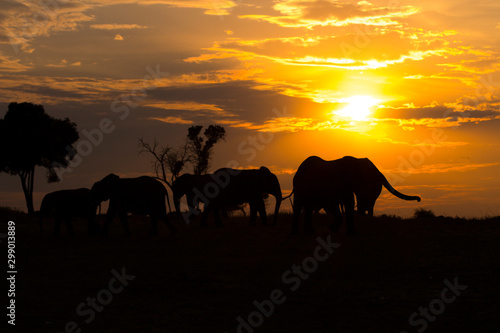 Elephants in Serengeti Sunset