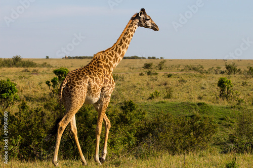 Giraffe starting to run in Kenya