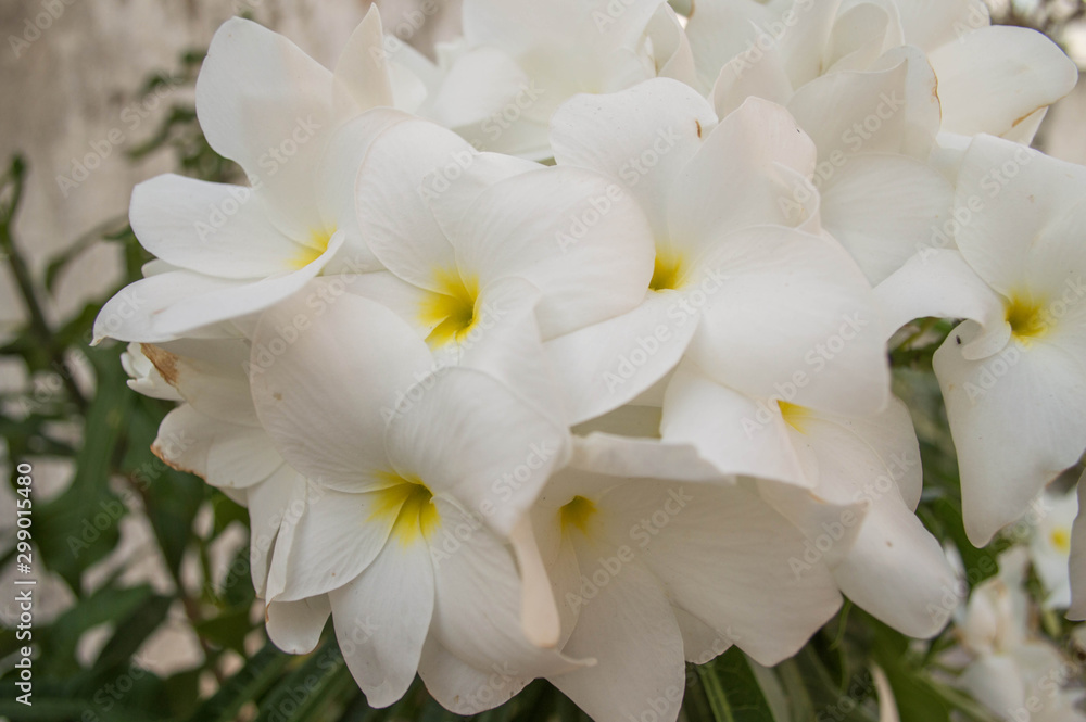 Planta Plumeria Pudica Planta Plumeria Pudica