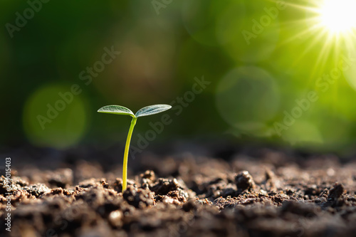 young plant growing with sunrise. green world and earth day concept