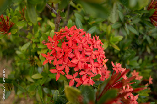 Flor Vermelha Ixora