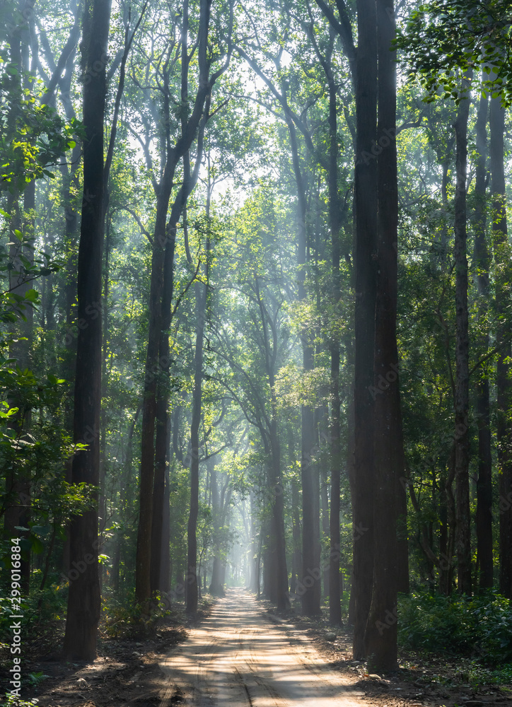 Obraz premium Jim Corbett National park