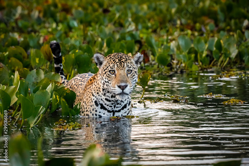 Close up of a Young Jaguar standing in shallow water with reflections, bed of water hyacinths in the back and side, facing camera, dawn mood, Pantanal Wetlands, Mato Grosso, Brazil 