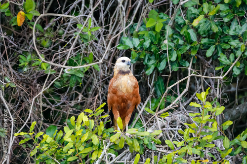 Close up of a Black-collared hawk perched on a branch against green background, looking to the right, Pantanal Wetlands, Mato Grosso, Brazil photo