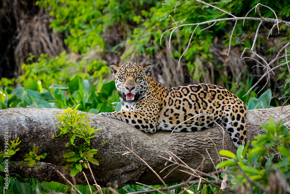 Magnificent Jaguar resting on a tree trunk at the river edge, facing camera, Pantanal Wetlands, Mato Grosso, Brazil - obrazy, fototapety, plakaty 