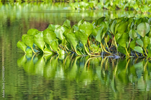 Close up of Water Hyacinth leaves reflecting on the water surface in sunshine  Pantanal Wetlands  Mato Grosso  Brazil