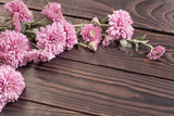 pink chrysanthemums on dark wooden background