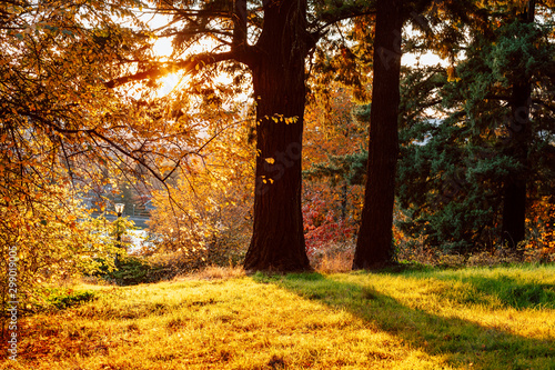 Konstfotografi A sunny afternoon stroll at Mt. Tabor Park in Portland