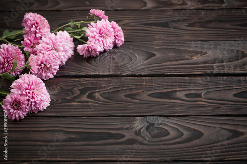 pink chrysanthemums on dark wooden background