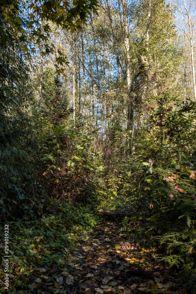 a hidden path in the forest covered by fallen leaves and surrounded by dense bushes and trees a hidden path in the forest covered by fallen leaves and surrounded by dense bushes and trees