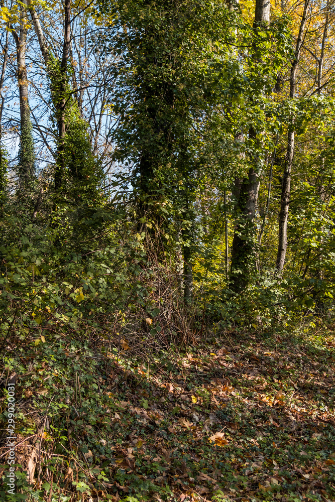 quiet trail inside park surrounded by dense tree filled with beautiful autumn leaves and sun light shines through the foliage