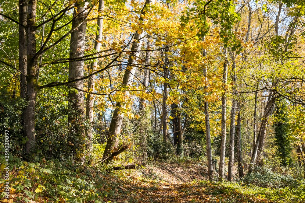 quiet trail inside park surrounded by dense tree filled with beautiful autumn leaves and sun light shines through the foliage