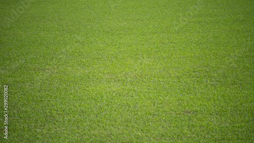 Natural background of a green football pitch of grass.