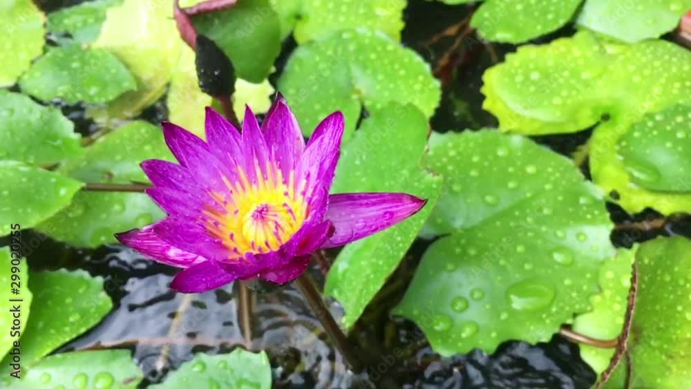 The lotus flower in rainy day, Slow motion The lotus flower in rainy day, Slow motion