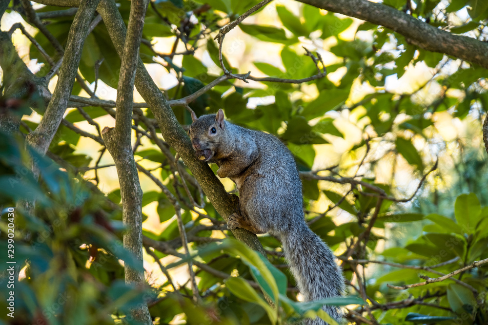 close up of a cute brown squirrel resting on the tree branch behind leaves staring at you while holding a pine cone in its mouth close up of a cute brown squirrel resting on the tree branch behind leaves staring at you while holding a pine cone in its mouth