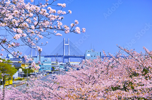 春の満開の桜が咲く山下ふ頭とベイブリッジ