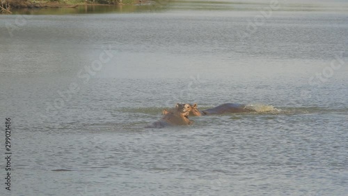 Two hippopotamus swinmming at a lake at Kruger National Park. photo
