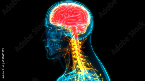 Central Organ of Human Nervous System Anatomy photo