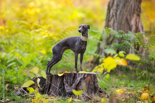Foto Italian greyhound close up portrait in autumn forest