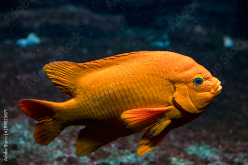 Goldener Fisch