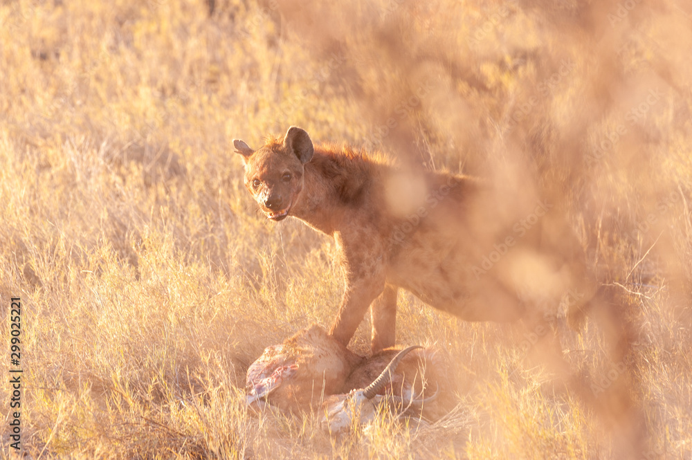 Close-up of a spotted Hyena - Crocuta crocuta- with a prey, seen during the golden hour of sunset in Etosha national Park, Namibia. Close-up of a spotted Hyena - Crocuta crocuta- with a prey, seen during the golden hour of sunset in Etosha national Park, Namibia.
