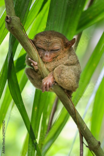 Tarsier (Carlito syrichta) native to the Philippines is the smallest primate in Bohol photo