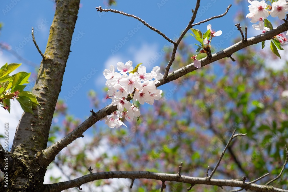 cherry blossom in spring on tree branch under blue sky