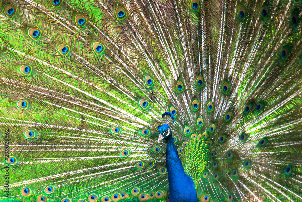 Obraz premium Blue peacock/peafowl with open tail showing feathers. Beautiful feathers of the peacock fill entire background.