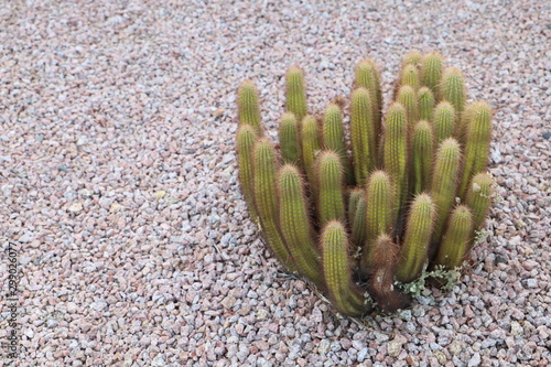 Stenocereus thurberi (Organ Pipe Cactus) in gravel.  photo