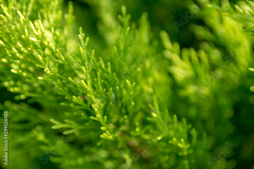 Green enviroment or zen garden concept: Close up detail of pine tree.
