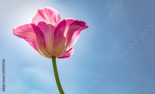 Single pink tulip flower with sunny and sky background. Free copy space for text on right.