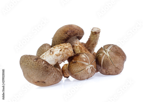 Shiitake mushroom on the White background