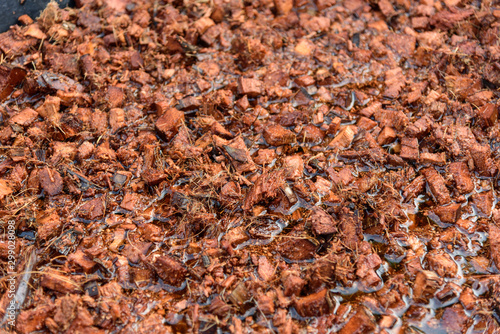 Obraz na plátně soak the coconut peel in water for Dilute tannic acid before plant