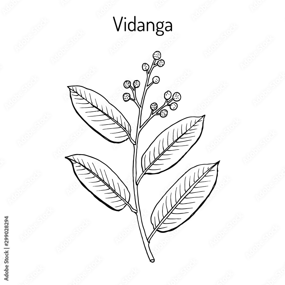Vidanga embelia ribes , medicinal plant Vidanga embelia ribes , medicinal plant