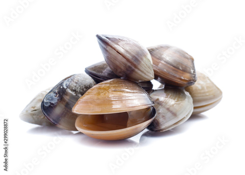 enamel venus shell on a white background